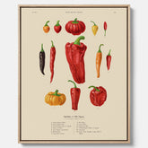 Kökstavla med Chilifrukter poster – Canvas med grönsaker, chiliposter av Ernst Benary, chilitavla, tavla med chilifrukter, skolposter, köksposter, poster till kök