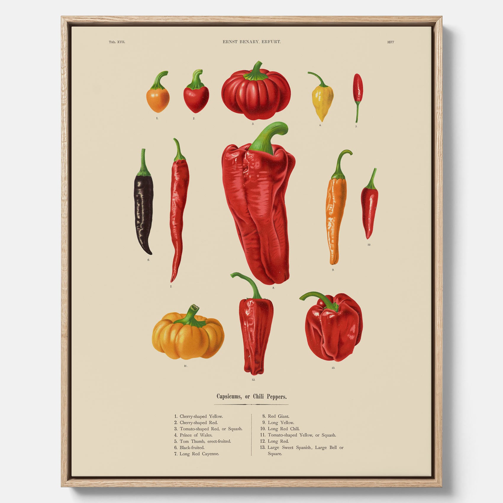 Kökstavla med Chilifrukter poster – Canvas med grönsaker, chiliposter av Ernst Benary, chilitavla, tavla med chilifrukter, skolposter, köksposter, poster till kök