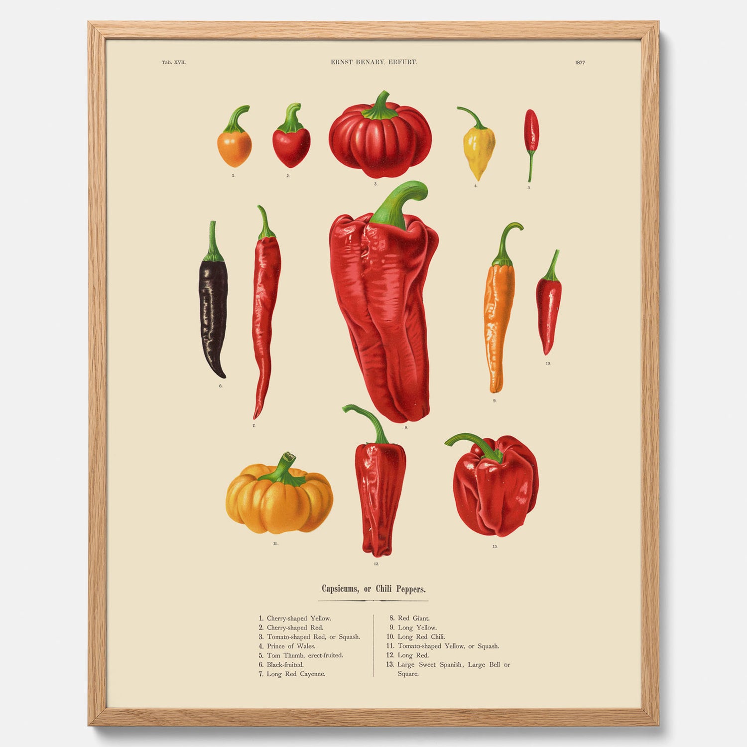 Kökstavla med Chilifrukter poster – Plansch med grönsaker, chiliposter av Ernst Benary, chilitavla, tavla med chilifrukter, skolposter, köksposter, poster till kök