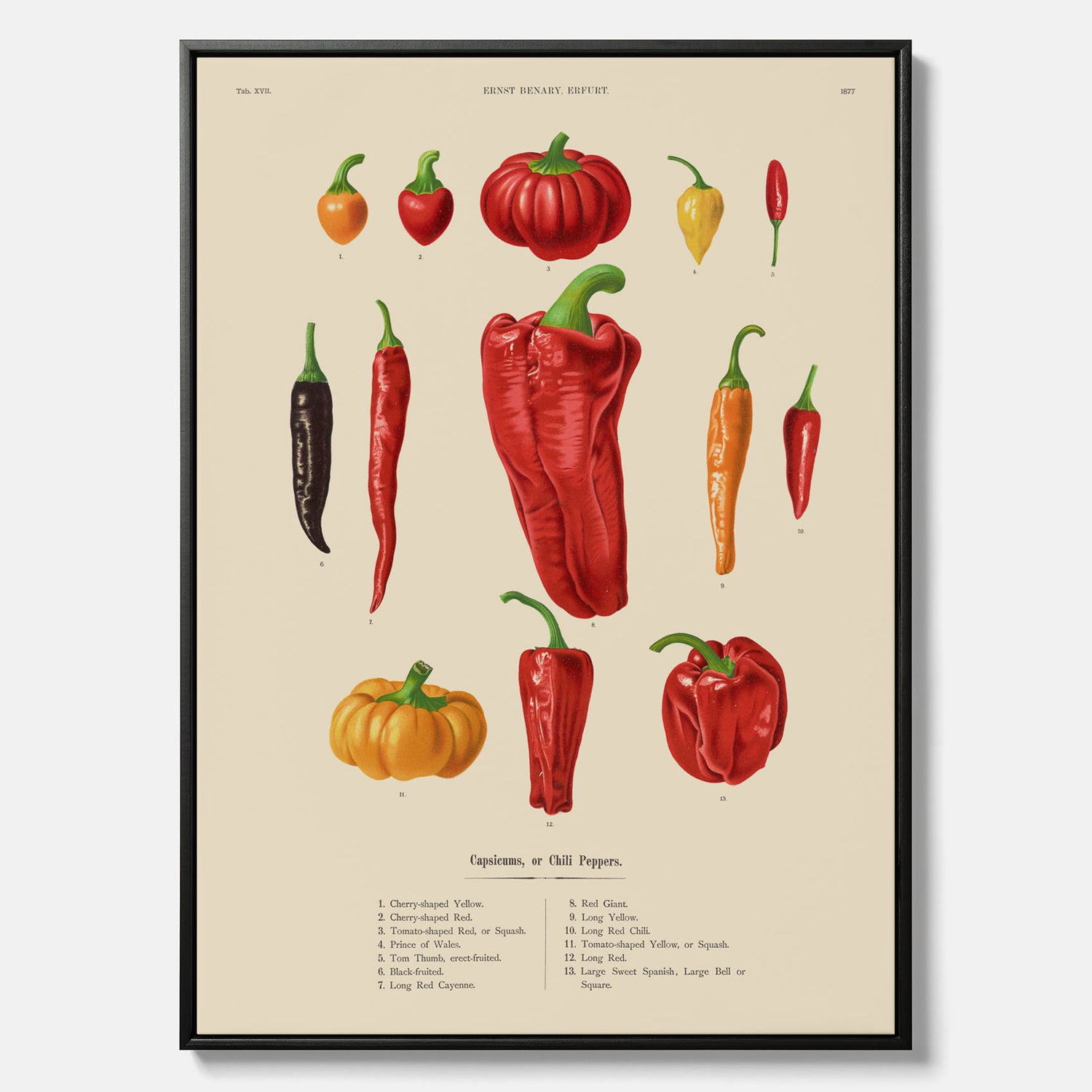 Kökstavla med Chilifrukter poster – Canvas med grönsaker, chiliposter av Ernst Benary, chilitavla, tavla med chilifrukter, skolposter, köksposter, poster till kök