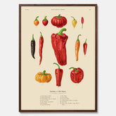 Kökstavla med Chilifrukter poster – Plansch med grönsaker, chiliposter av Ernst Benary, chilitavla, tavla med chilifrukter, skolposter, köksposter, poster till kök