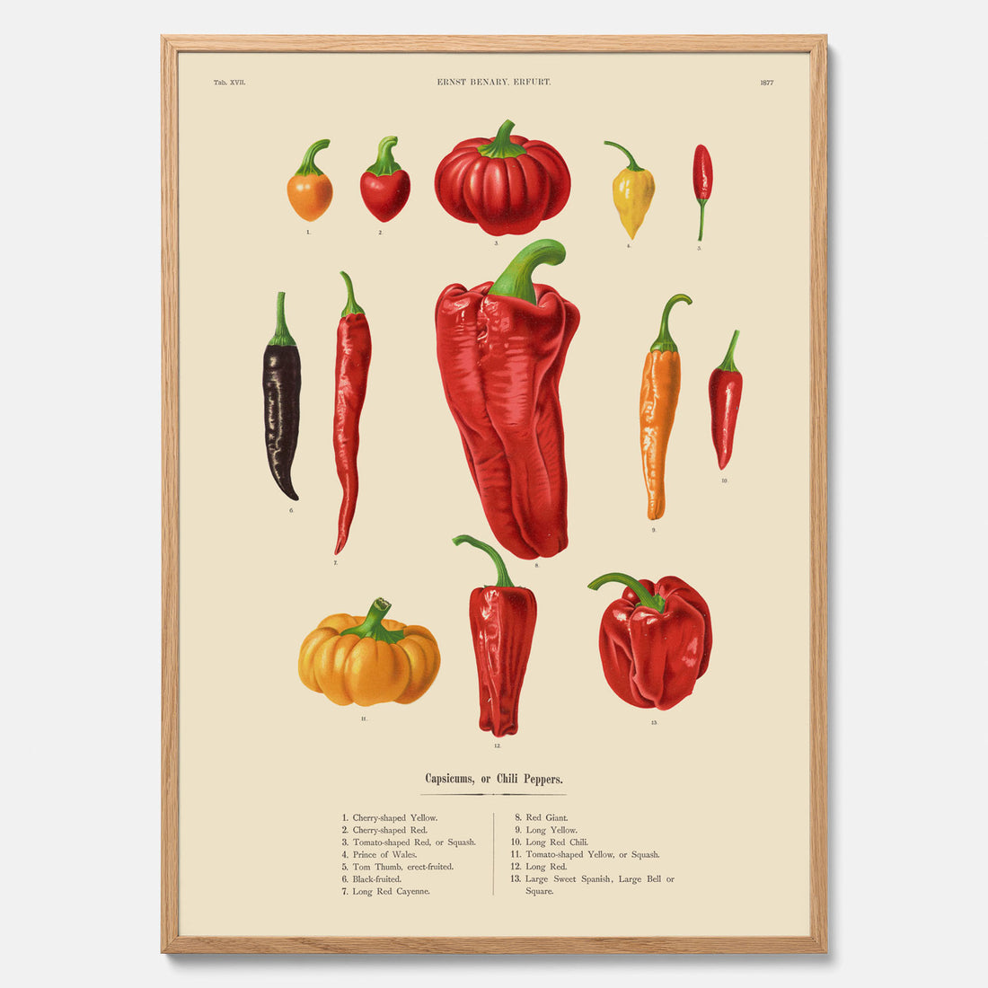 Kökstavla med Chilifrukter poster – Plansch med grönsaker, chiliposter av Ernst Benary, chilitavla, tavla med chilifrukter, skolposter, köksposter, poster till kök