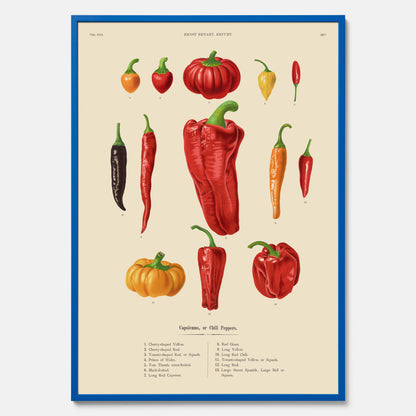 Kökstavla med Chilifrukter poster – Plansch med grönsaker, chiliposter av Ernst Benary, chilitavla, tavla med chilifrukter, skolposter, köksposter, poster till kök