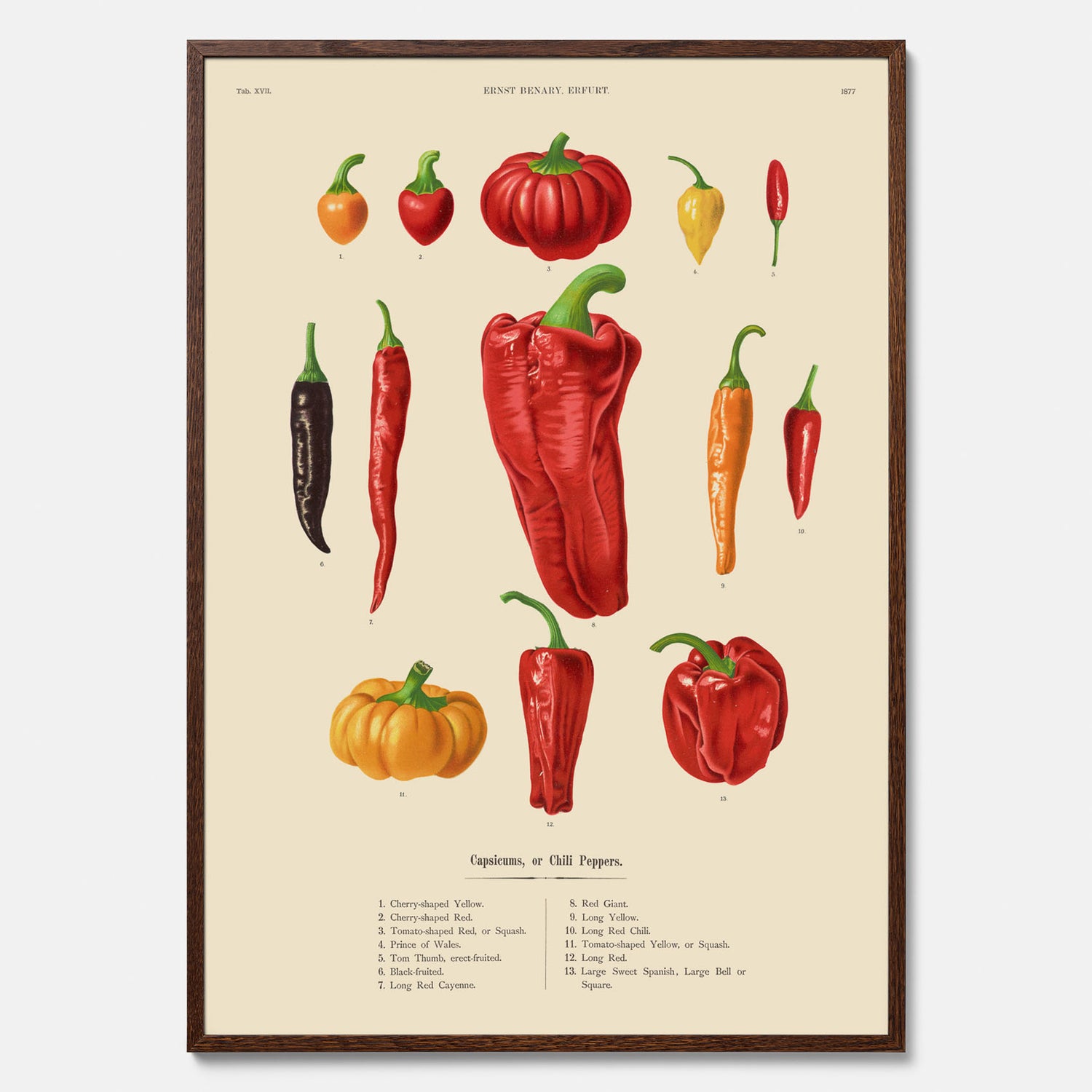 Kökstavla med Chilifrukter poster – Plansch med grönsaker, chiliposter av Ernst Benary, chilitavla, tavla med chilifrukter, skolposter, köksposter, poster till kök