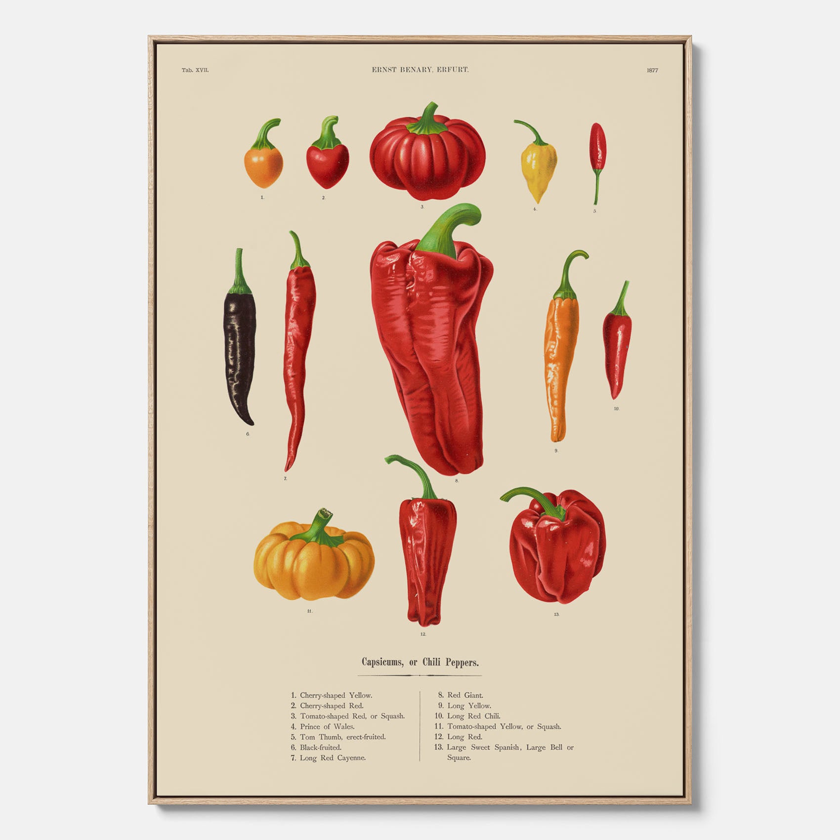 Kökstavla med Chilifrukter poster – Canvas med grönsaker, chiliposter av Ernst Benary, chilitavla, tavla med chilifrukter, skolposter, köksposter, poster till kök