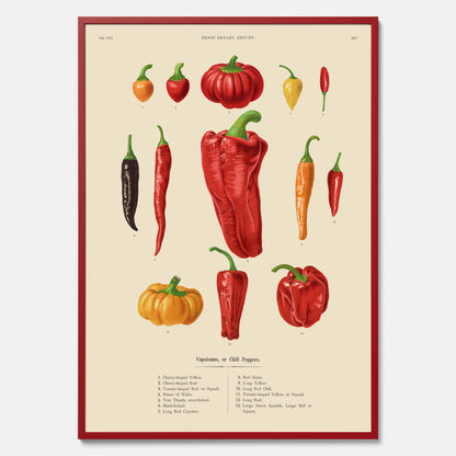 Kökstavla med Chilifrukter poster – Plansch med grönsaker, chiliposter av Ernst Benary, chilitavla, tavla med chilifrukter, skolposter, köksposter, poster till kök