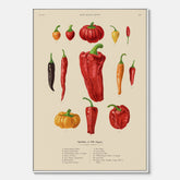 Kökstavla med Chilifrukter poster – Canvas med grönsaker, chiliposter av Ernst Benary, chilitavla, tavla med chilifrukter, skolposter, köksposter, poster till kök