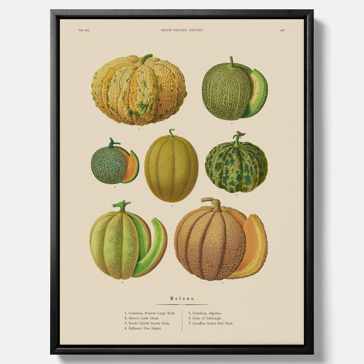 Kökstavla med Meloner poster – Canvastavla med frukter, melonposter av Ernst Benary, melontavla, tavla med meloner, skolposter, köksposter, poster till kök
