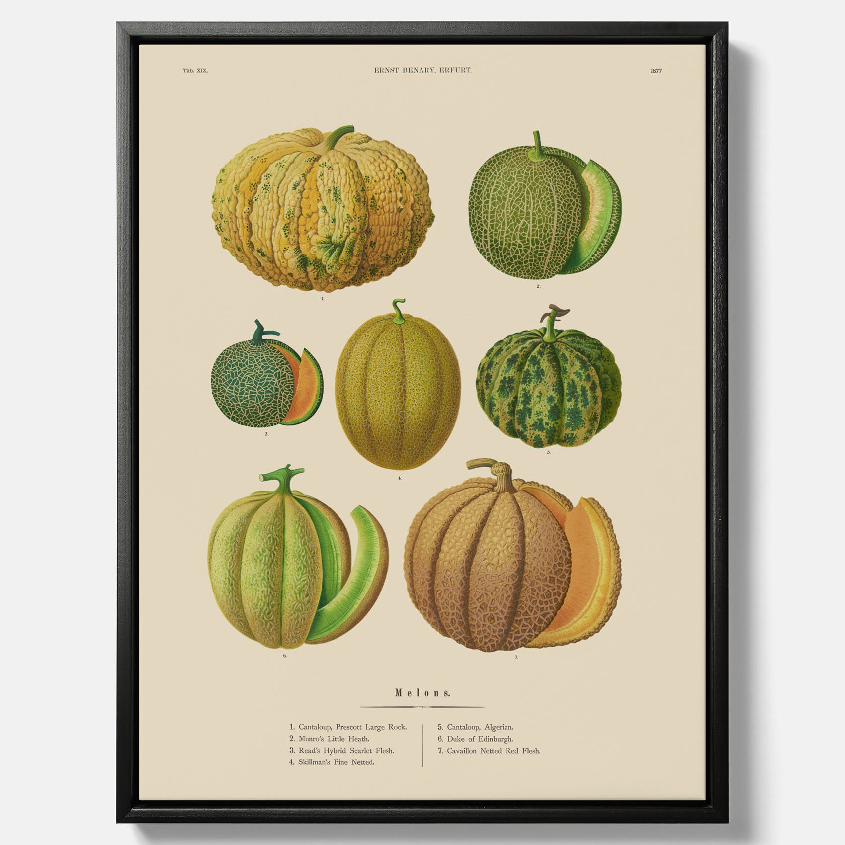 Kökstavla med Meloner poster – Canvastavla med frukter, melonposter av Ernst Benary, melontavla, tavla med meloner, skolposter, köksposter, poster till kök