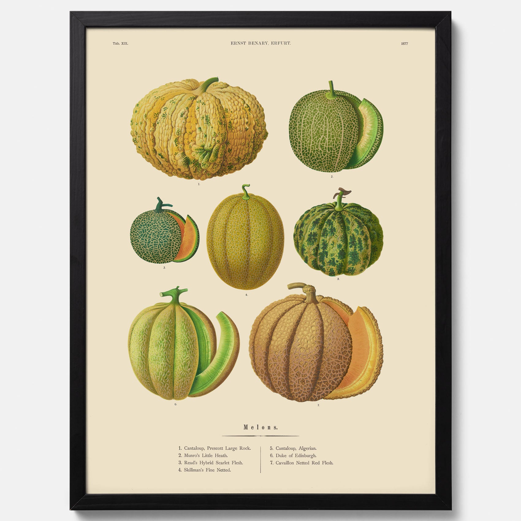 Kökstavla med Meloner poster – Plansch med frukter, melonposter av Ernst Benary, melontavla, tavla med meloner, skolposter, köksposter, poster till kök