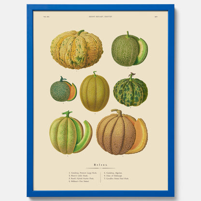 Kökstavla med Meloner poster – Plansch med frukter, melonposter av Ernst Benary, melontavla, tavla med meloner, skolposter, köksposter, poster till kök
