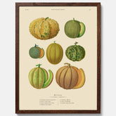 Kökstavla med Meloner poster – Plansch med frukter, melonposter av Ernst Benary, melontavla, tavla med meloner, skolposter, köksposter, poster till kök