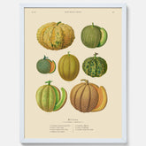 Kökstavla med Meloner poster – Plansch med frukter, melonposter av Ernst Benary, melontavla, tavla med meloner, skolposter, köksposter, poster till kök