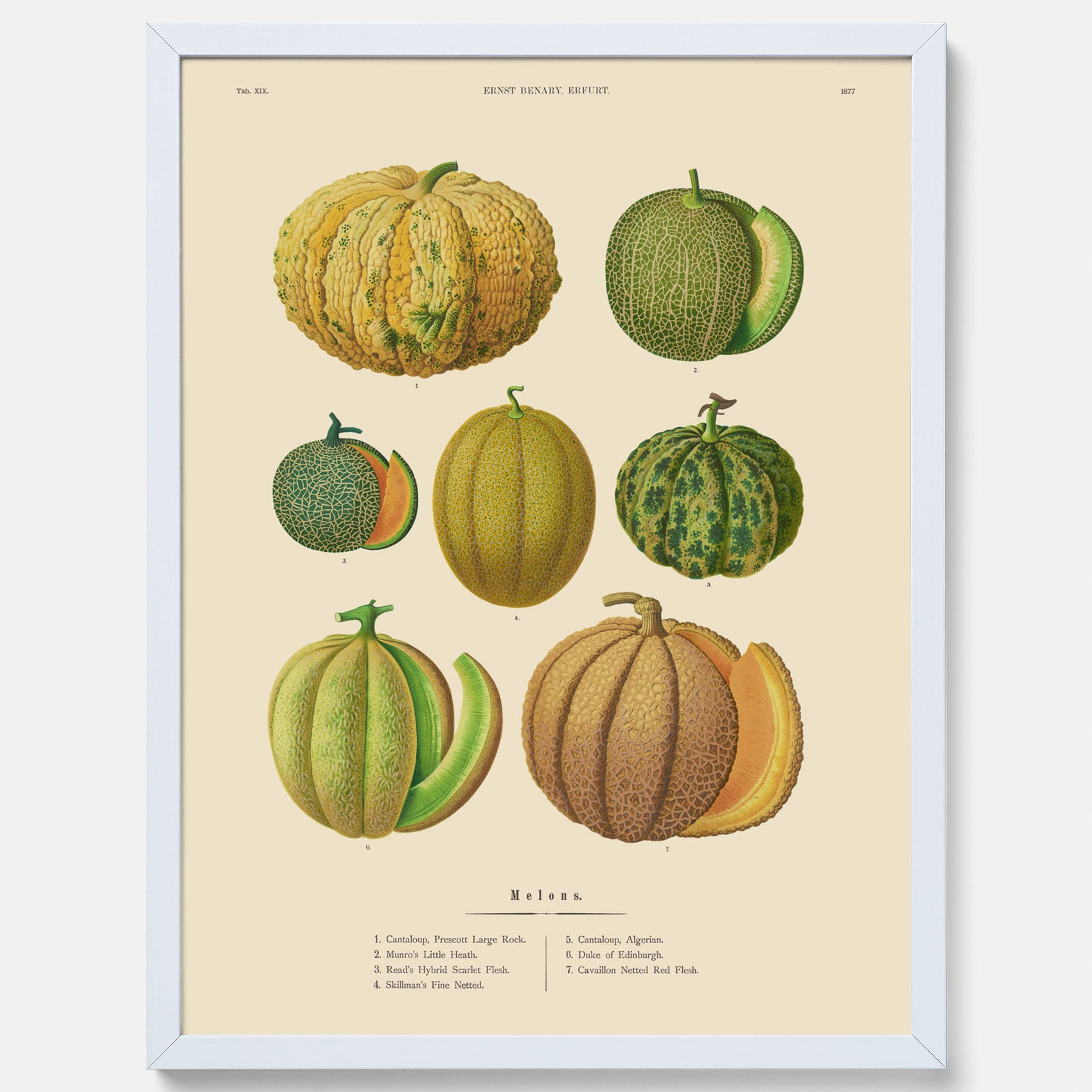 Kökstavla med Meloner poster – Plansch med frukter, melonposter av Ernst Benary, melontavla, tavla med meloner, skolposter, köksposter, poster till kök