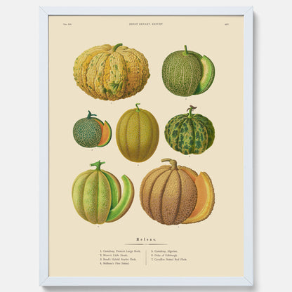 Kökstavla med Meloner poster – Plansch med frukter, melonposter av Ernst Benary, melontavla, tavla med meloner, skolposter, köksposter, poster till kök