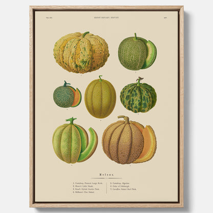 Kökstavla med Meloner poster – Canvastavla med frukter, melonposter av Ernst Benary, melontavla, tavla med meloner, skolposter, köksposter, poster till kök