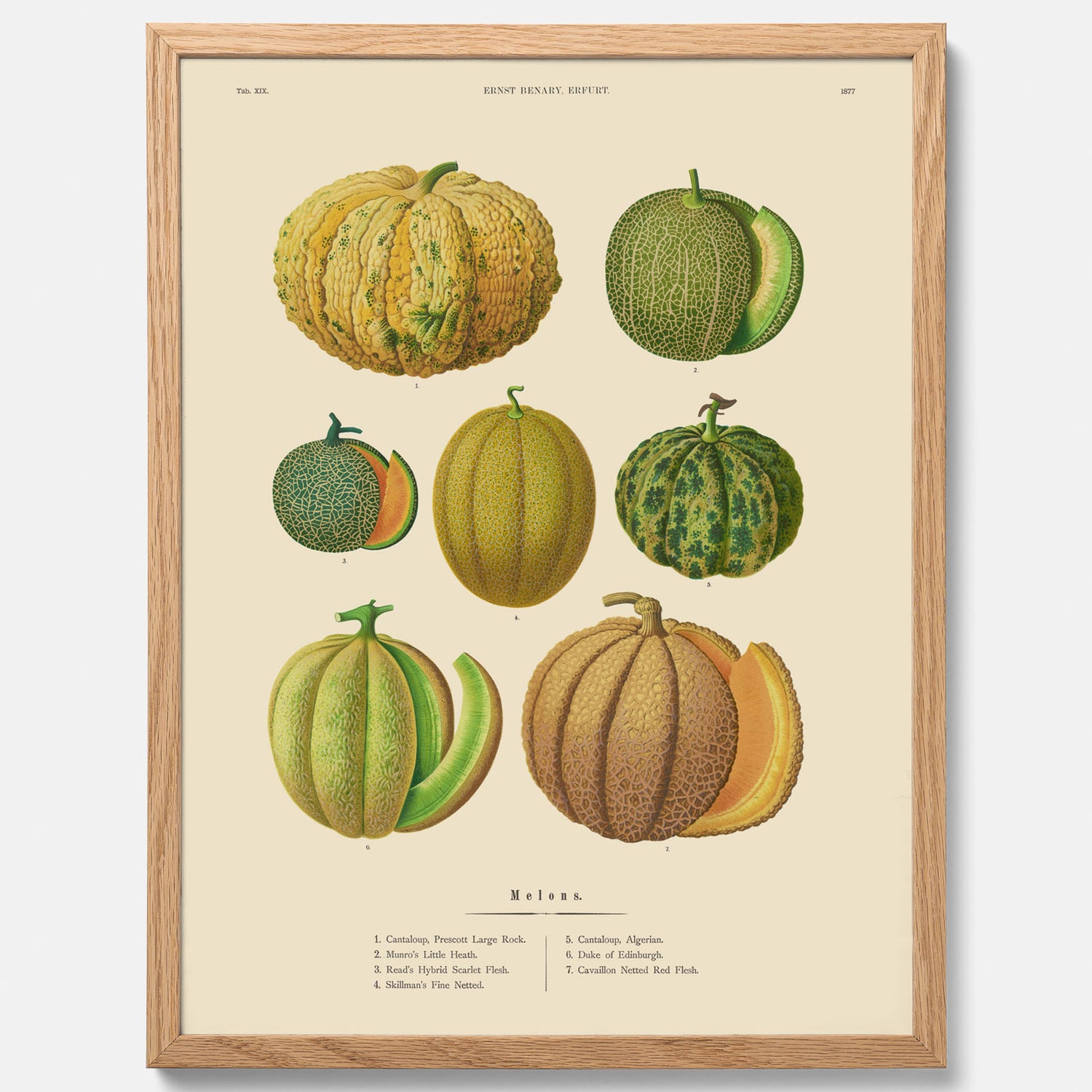 Kökstavla med Meloner poster – Plansch med frukter, melonposter av Ernst Benary, melontavla, tavla med meloner, skolposter, köksposter, poster till kök