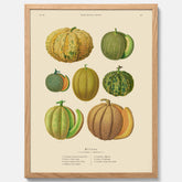 Kökstavla med Meloner poster – Plansch med frukter, melonposter av Ernst Benary, melontavla, tavla med meloner, skolposter, köksposter, poster till kök