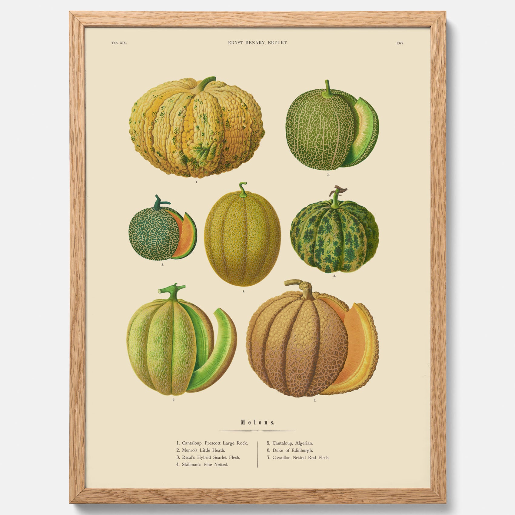 Kökstavla med Meloner poster – Plansch med frukter, melonposter av Ernst Benary, melontavla, tavla med meloner, skolposter, köksposter, poster till kök