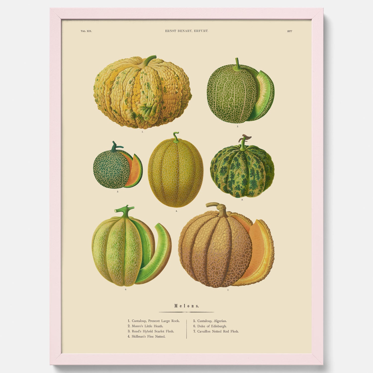 Kökstavla med Meloner poster – Plansch med frukter, melonposter av Ernst Benary, melontavla, tavla med meloner, skolposter, köksposter, poster till kök