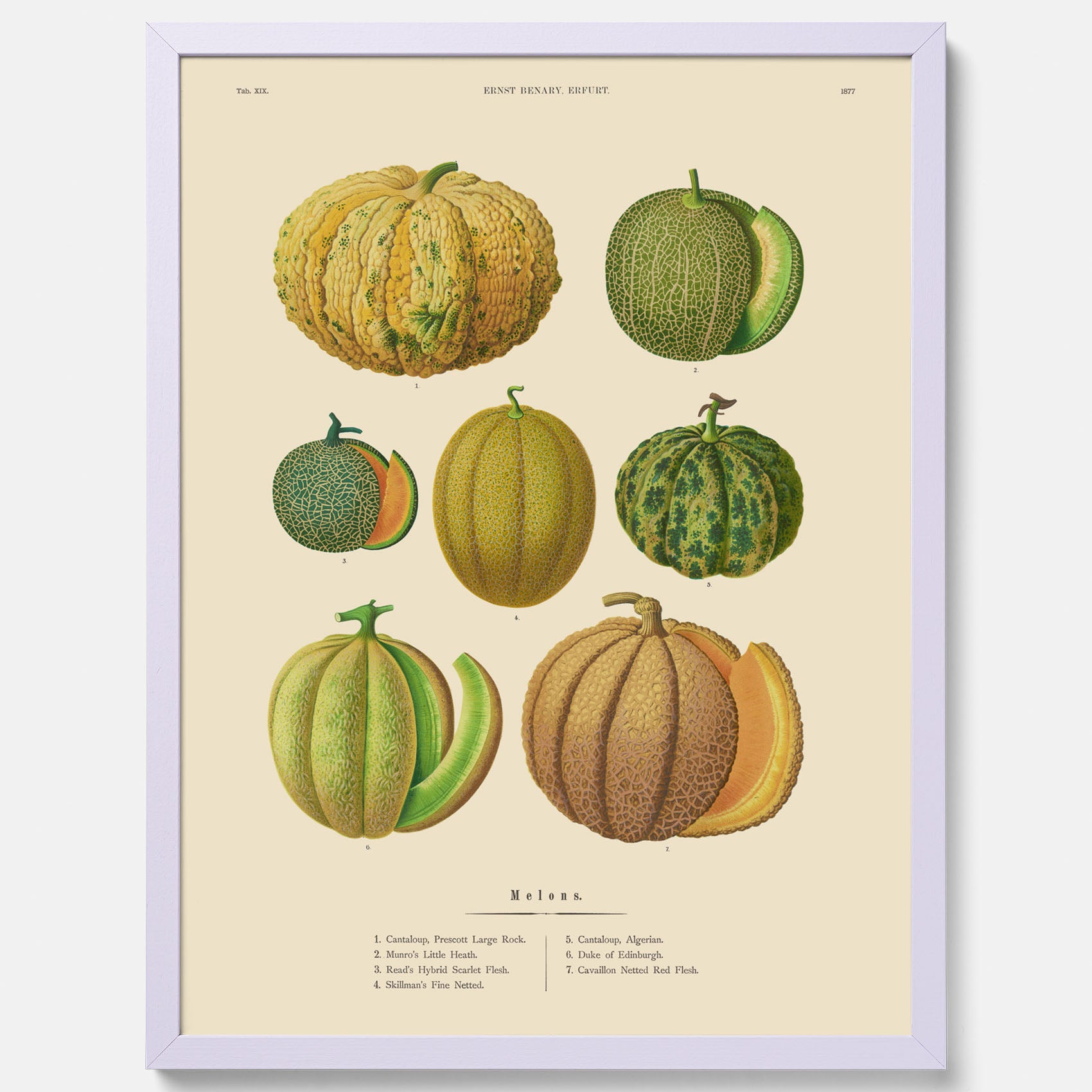 Kökstavla med Meloner poster – Plansch med frukter, melonposter av Ernst Benary, melontavla, tavla med meloner, skolposter, köksposter, poster till kök