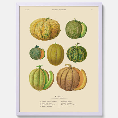 Kökstavla med Meloner poster – Plansch med frukter, melonposter av Ernst Benary, melontavla, tavla med meloner, skolposter, köksposter, poster till kök