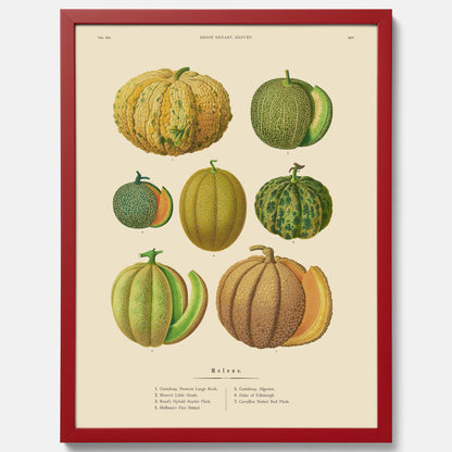 Kökstavla med Meloner poster – Plansch med frukter, melonposter av Ernst Benary, melontavla, tavla med meloner, skolposter, köksposter, poster till kök