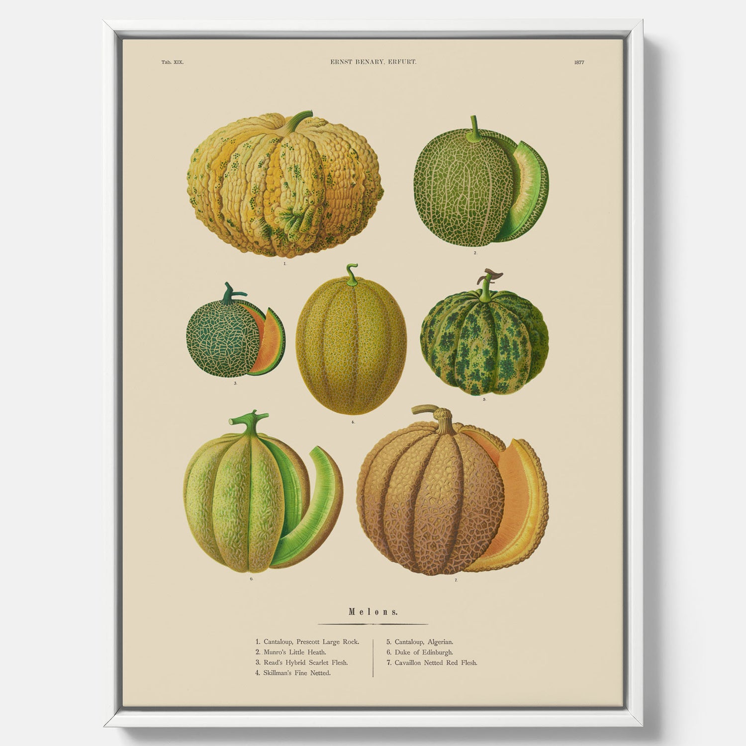 Kökstavla med Meloner poster – Canvastavla med frukter, melonposter av Ernst Benary, melontavla, tavla med meloner, skolposter, köksposter, poster till kök