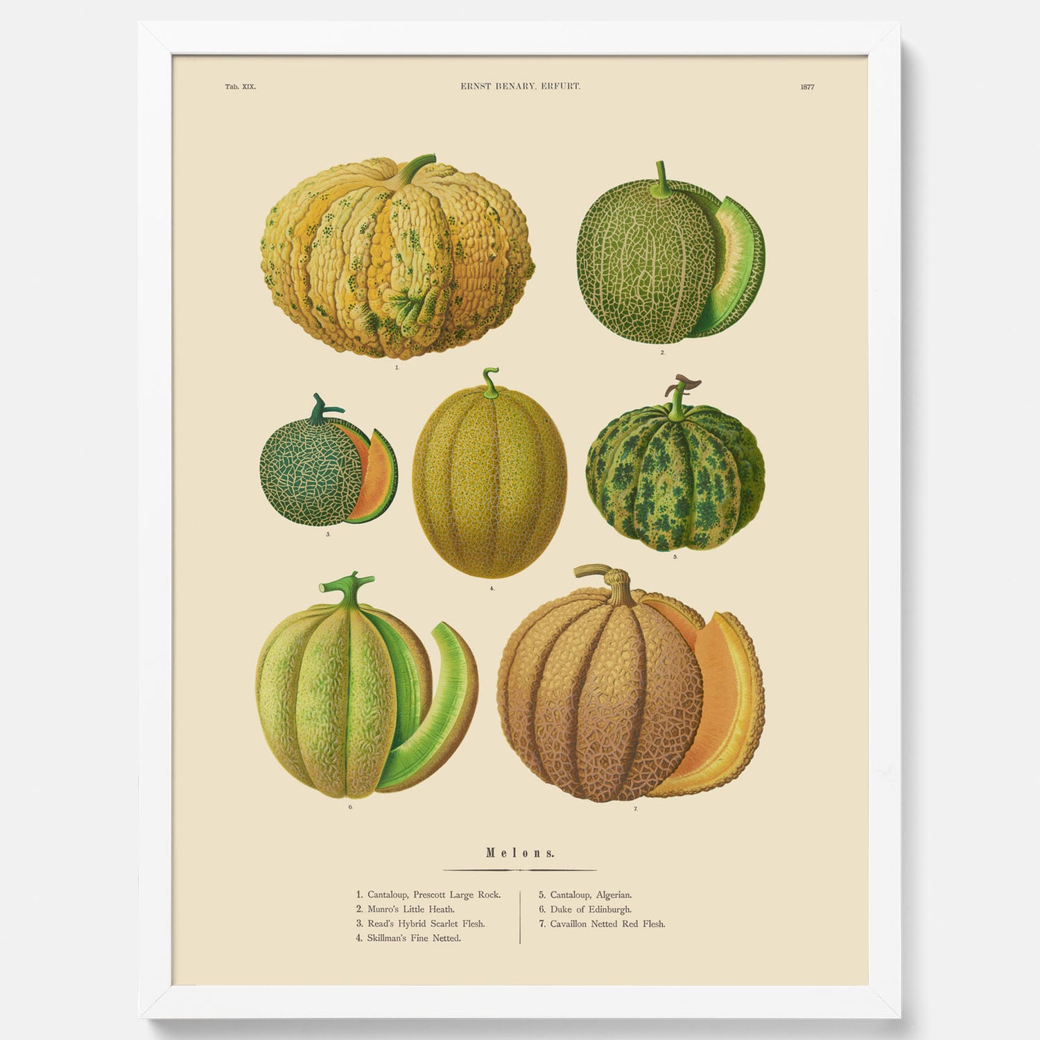 Kökstavla med Meloner poster – Plansch med frukter, melonposter av Ernst Benary, melontavla, tavla med meloner, skolposter, köksposter, poster till kök