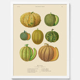 Kökstavla med Meloner poster – Plansch med frukter, melonposter av Ernst Benary, melontavla, tavla med meloner, skolposter, köksposter, poster till kök