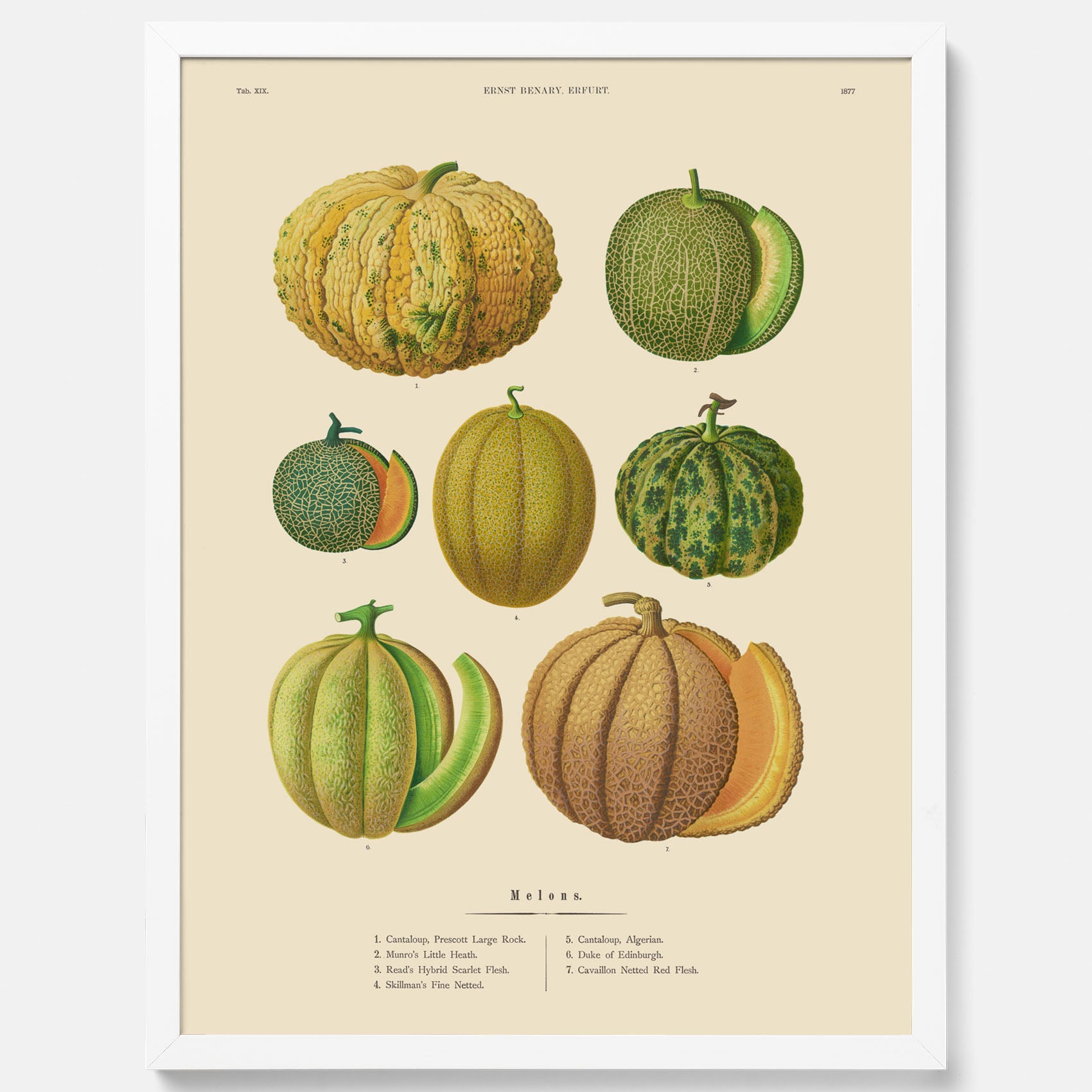 Kökstavla med Meloner poster – Plansch med frukter, melonposter av Ernst Benary, melontavla, tavla med meloner, skolposter, köksposter, poster till kök