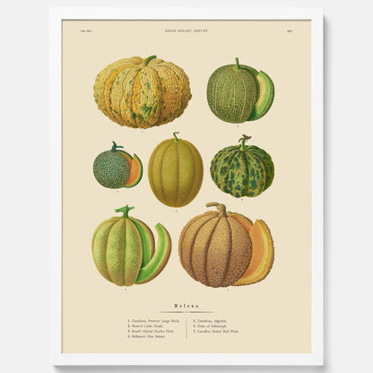 Kökstavla med Meloner poster – Plansch med frukter, melonposter av Ernst Benary, melontavla, tavla med meloner, skolposter, köksposter, poster till kök