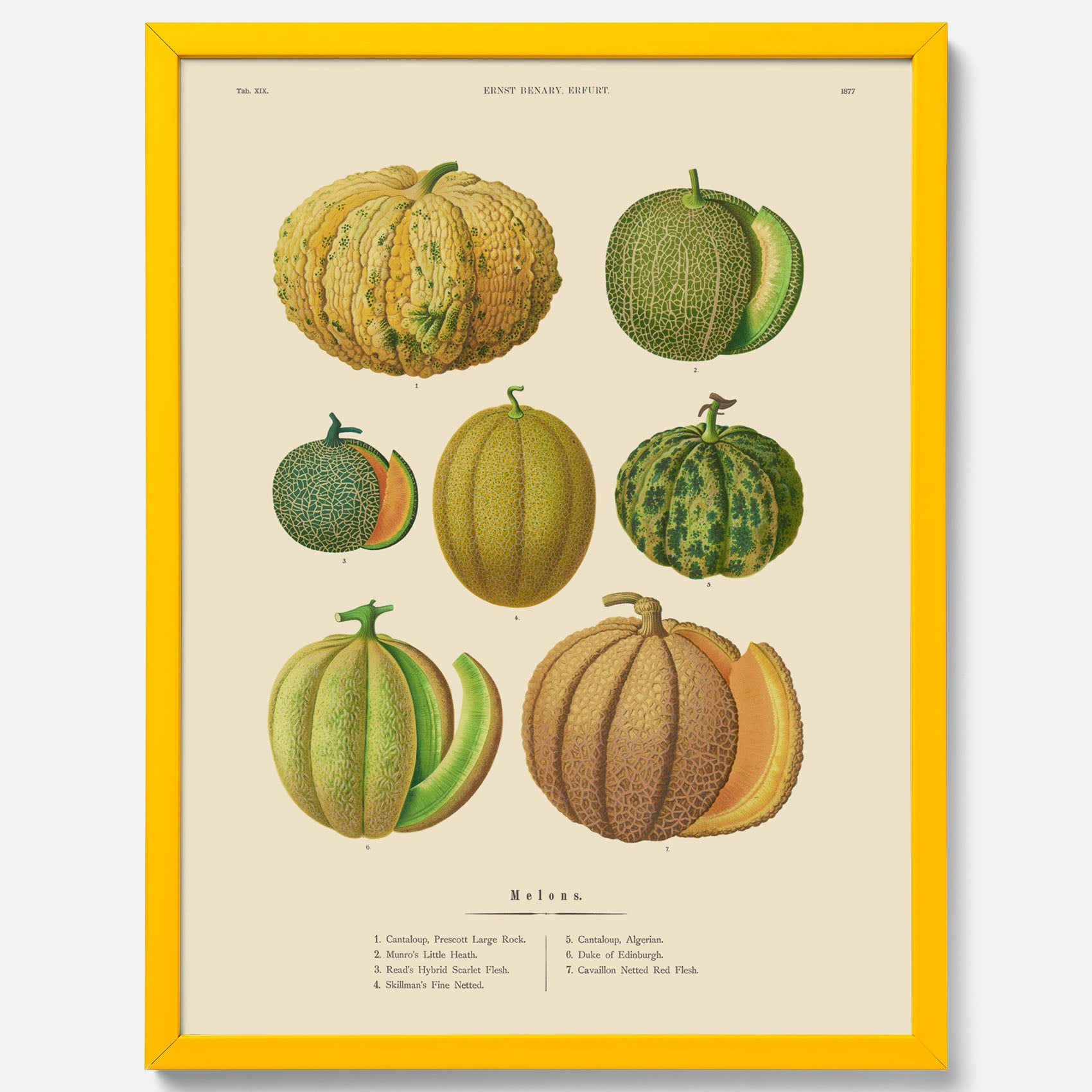 Kökstavla med Meloner poster – Plansch med frukter, melonposter av Ernst Benary, melontavla, tavla med meloner, skolposter, köksposter, poster till kök