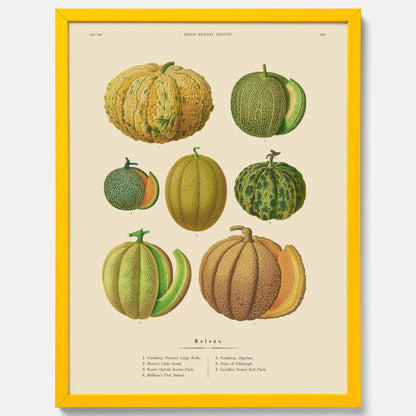 Kökstavla med Meloner poster – Plansch med frukter, melonposter av Ernst Benary, melontavla, tavla med meloner, skolposter, köksposter, poster till kök