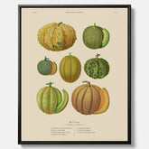 Kökstavla med Meloner poster – Canvastavla med frukter, melonposter av Ernst Benary, melontavla, tavla med meloner, skolposter, köksposter, poster till kök