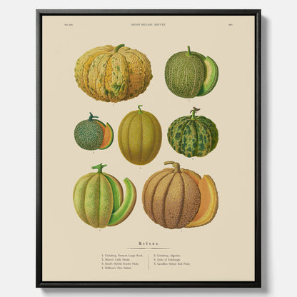 Kökstavla med Meloner poster – Canvastavla med frukter, melonposter av Ernst Benary, melontavla, tavla med meloner, skolposter, köksposter, poster till kök
