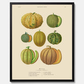 Kökstavla med Meloner poster – Plansch med frukter, melonposter av Ernst Benary, melontavla, tavla med meloner, skolposter, köksposter, poster till kök