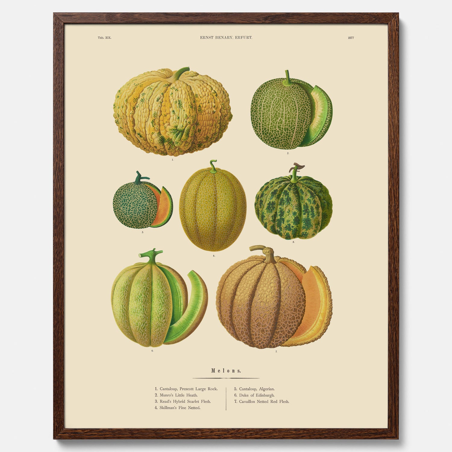 Kökstavla med Meloner poster – Plansch med frukter, melonposter av Ernst Benary, melontavla, tavla med meloner, skolposter, köksposter, poster till kök