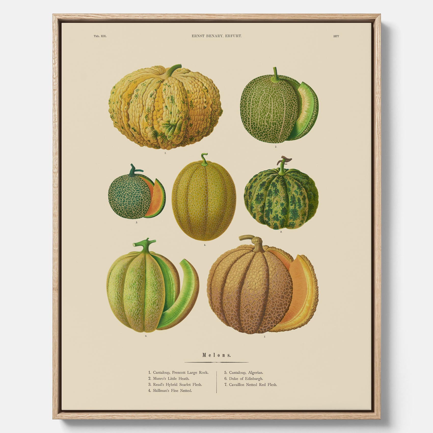 Kökstavla med Meloner poster – Canvastavla med frukter, melonposter av Ernst Benary, melontavla, tavla med meloner, skolposter, köksposter, poster till kök