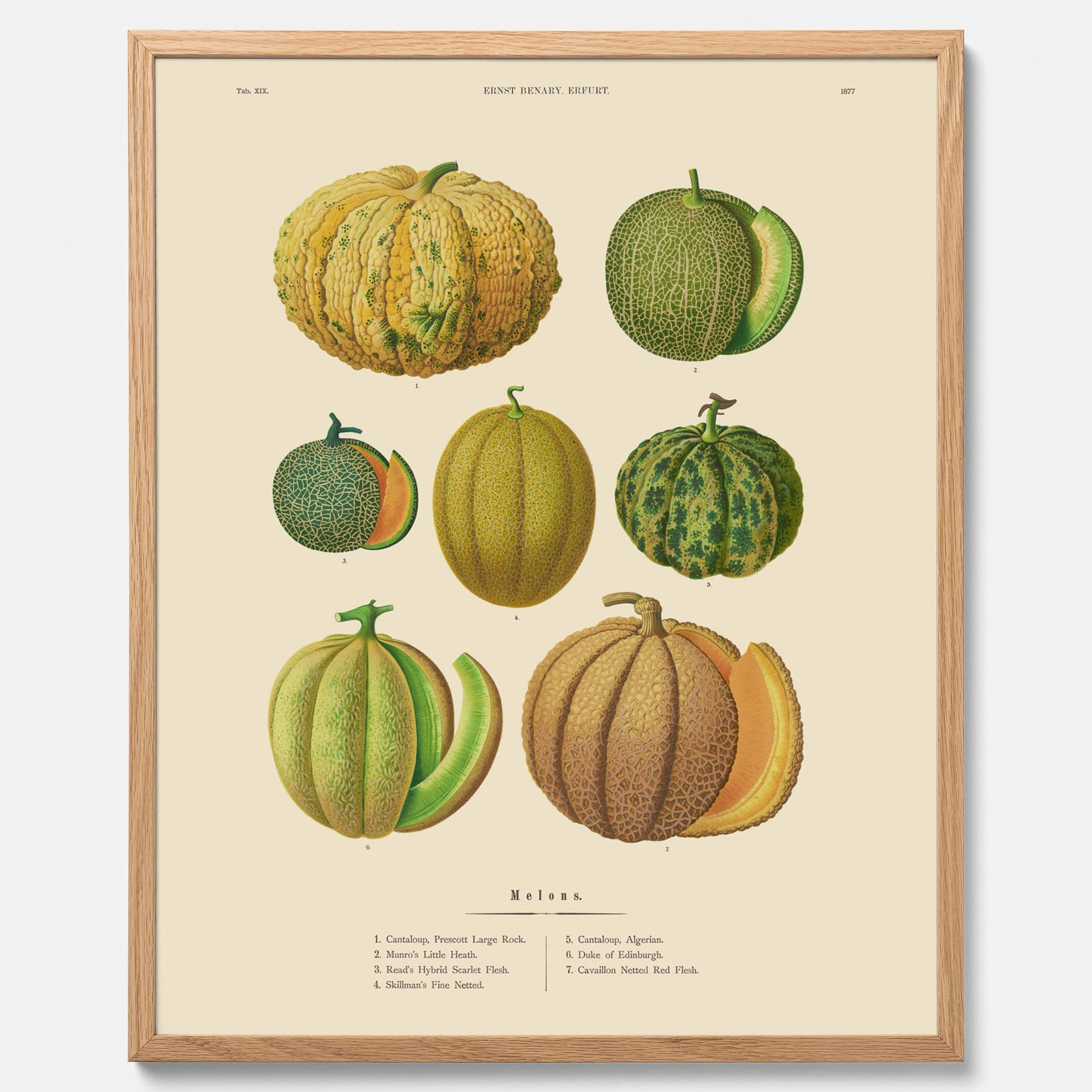 Kökstavla med Meloner poster – Plansch med frukter, melonposter av Ernst Benary, melontavla, tavla med meloner, skolposter, köksposter, poster till kök