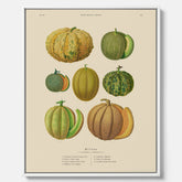 Kökstavla med Meloner poster – Canvastavla med frukter, melonposter av Ernst Benary, melontavla, tavla med meloner, skolposter, köksposter, poster till kök