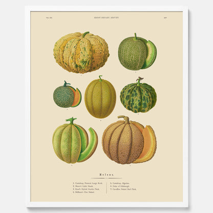 Kökstavla med Meloner poster – Plansch med frukter, melonposter av Ernst Benary, melontavla, tavla med meloner, skolposter, köksposter, poster till kök