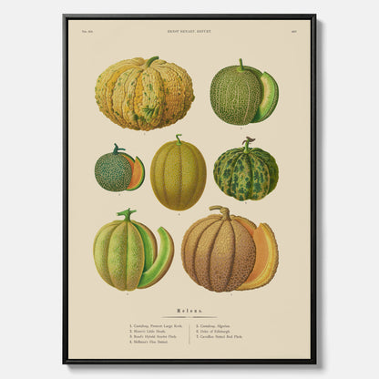 Kökstavla med Meloner poster – Canvastavla med frukter, melonposter av Ernst Benary, melontavla, tavla med meloner, skolposter, köksposter, poster till kök