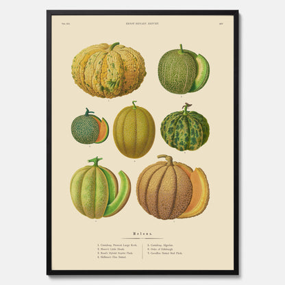 Kökstavla med Meloner poster – Plansch med frukter, melonposter av Ernst Benary, melontavla, tavla med meloner, skolposter, köksposter, poster till kök