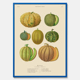 Kökstavla med Meloner poster – Plansch med frukter, melonposter av Ernst Benary, melontavla, tavla med meloner, skolposter, köksposter, poster till kök