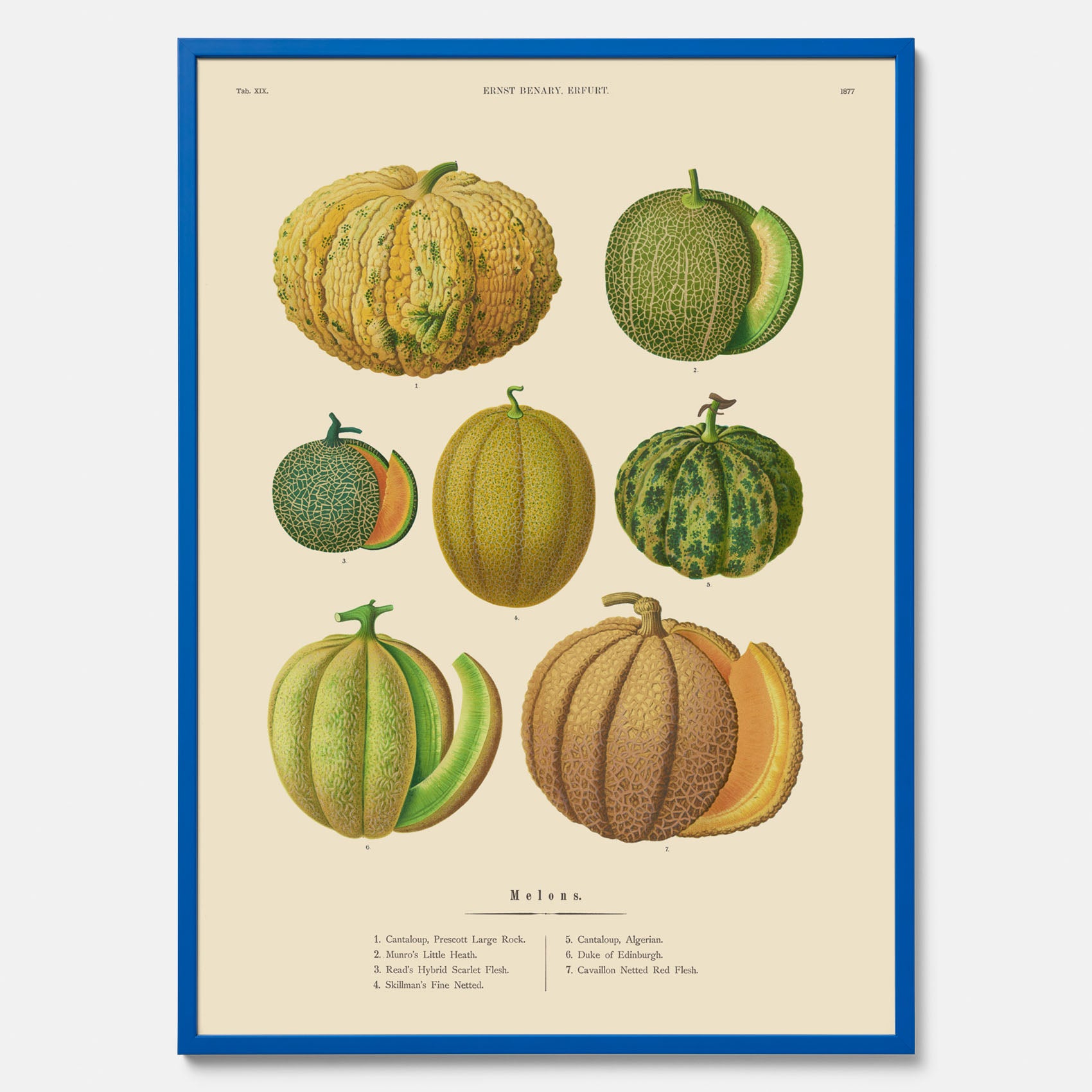Kökstavla med Meloner poster – Plansch med frukter, melonposter av Ernst Benary, melontavla, tavla med meloner, skolposter, köksposter, poster till kök