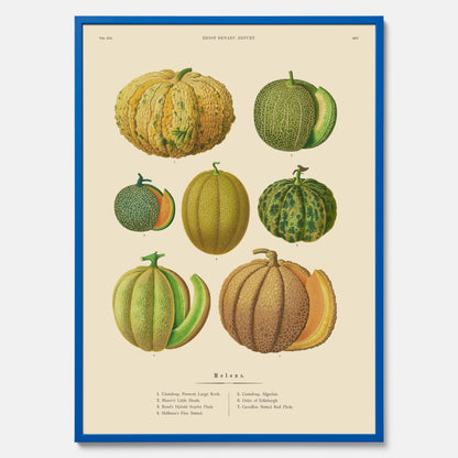 Kökstavla med Meloner poster – Plansch med frukter, melonposter av Ernst Benary, melontavla, tavla med meloner, skolposter, köksposter, poster till kök