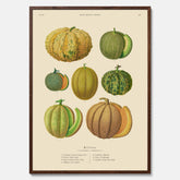 Kökstavla med Meloner poster – Plansch med frukter, melonposter av Ernst Benary, melontavla, tavla med meloner, skolposter, köksposter, poster till kök