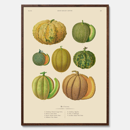 Kökstavla med Meloner poster – Plansch med frukter, melonposter av Ernst Benary, melontavla, tavla med meloner, skolposter, köksposter, poster till kök