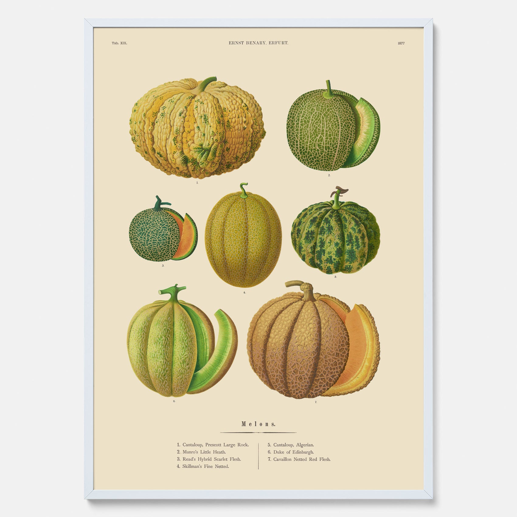 Kökstavla med Meloner poster – Plansch med frukter, melonposter av Ernst Benary, melontavla, tavla med meloner, skolposter, köksposter, poster till kök